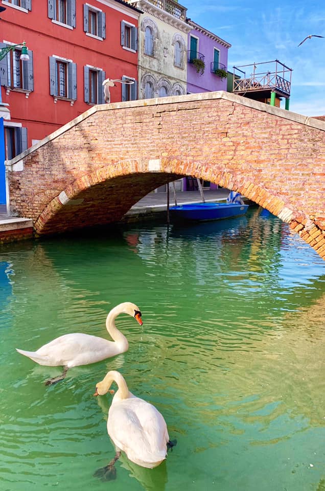 cygnes venise eau propre
