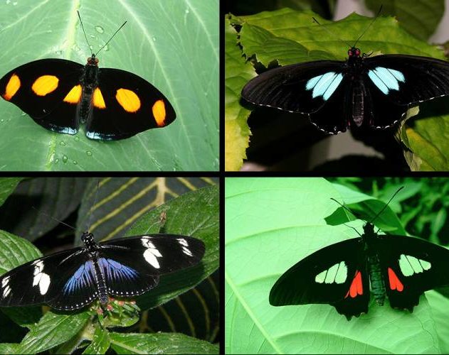 espèces papillons ailes noir absolu