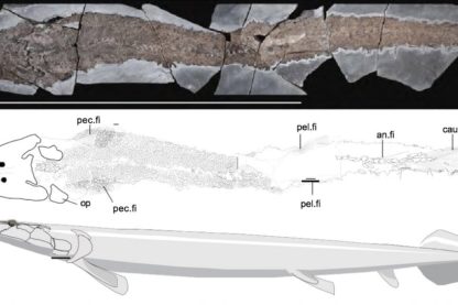 fossile elpistostege