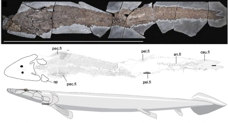 fossile elpistostege