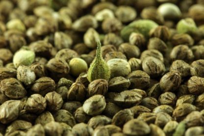 cannabis cbd thc graine