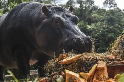 hippopotame colombie pablo escobar