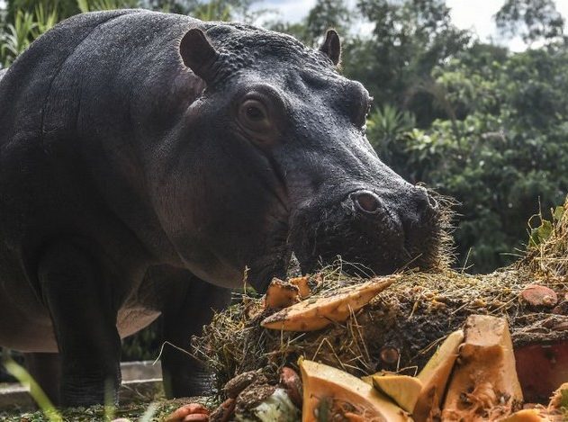 hippopotame colombie pablo escobar