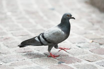 pigeon tete