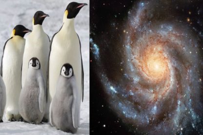 pingouins galaxies