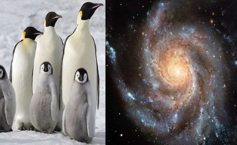 pingouins galaxies