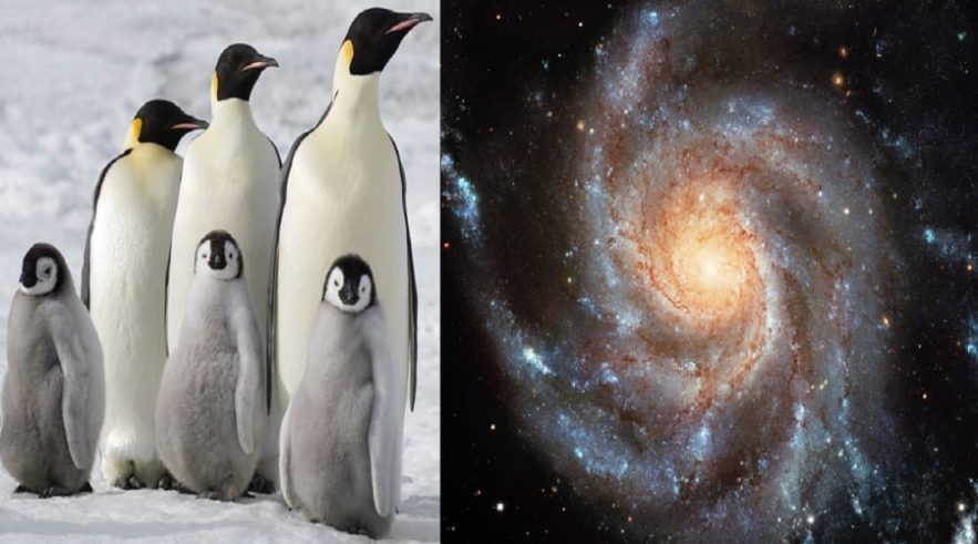 pingouins galaxies