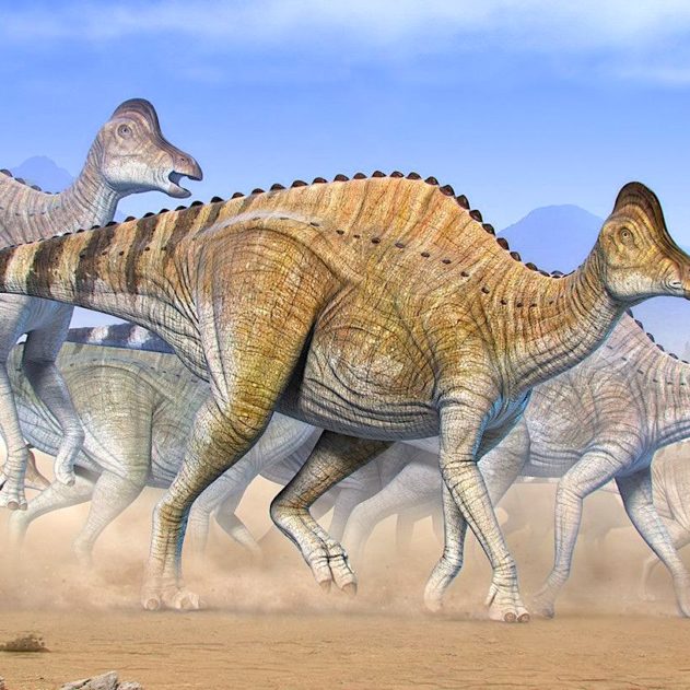 traces adn vieilles 75 millions annees decouvertes dans cartilage dinosaure Hypacrosaurus stebingeri