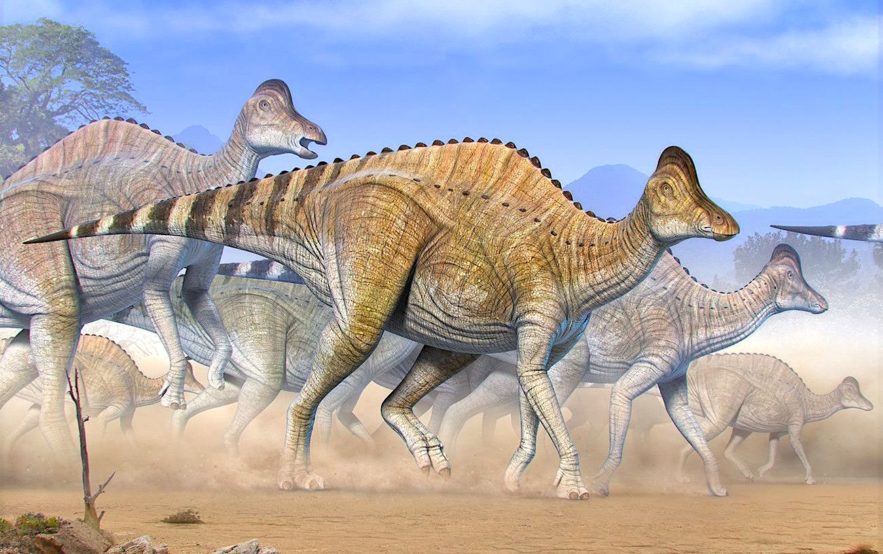 traces adn vieilles 75 millions annees decouvertes dans cartilage dinosaure Hypacrosaurus stebingeri