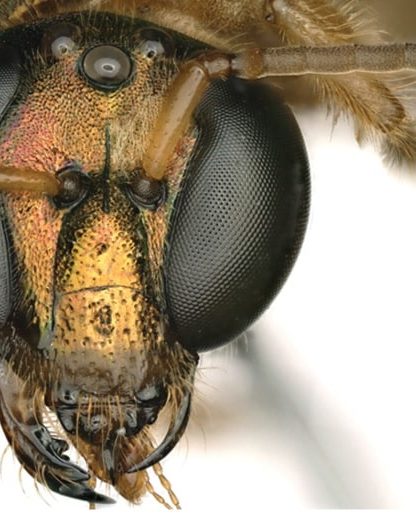 abeille gynandromorphe