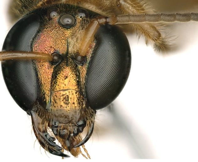 abeille gynandromorphe
