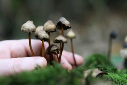 biosynthèse psilocybine psychotrope levure