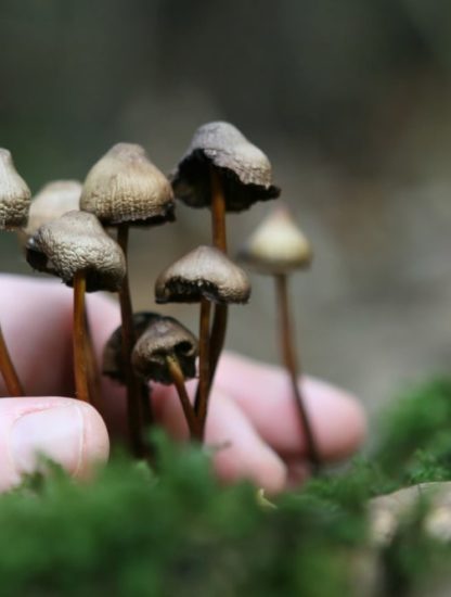 biosynthèse psilocybine psychotrope levure