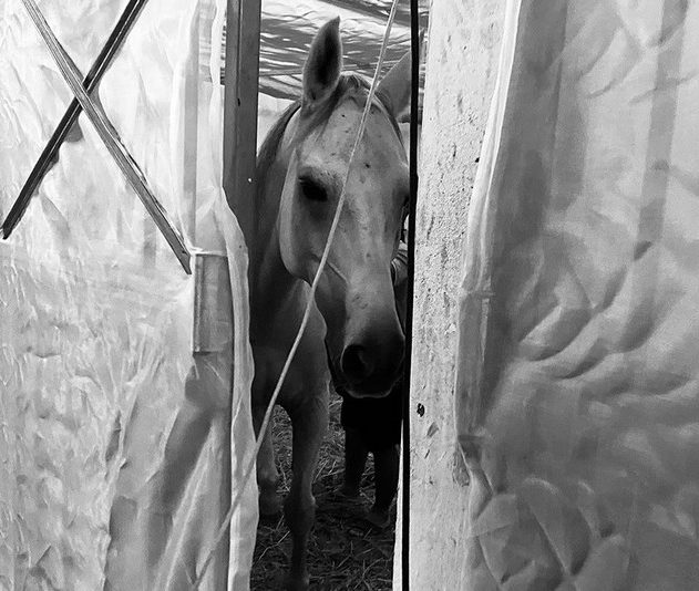 cheval peste equine
