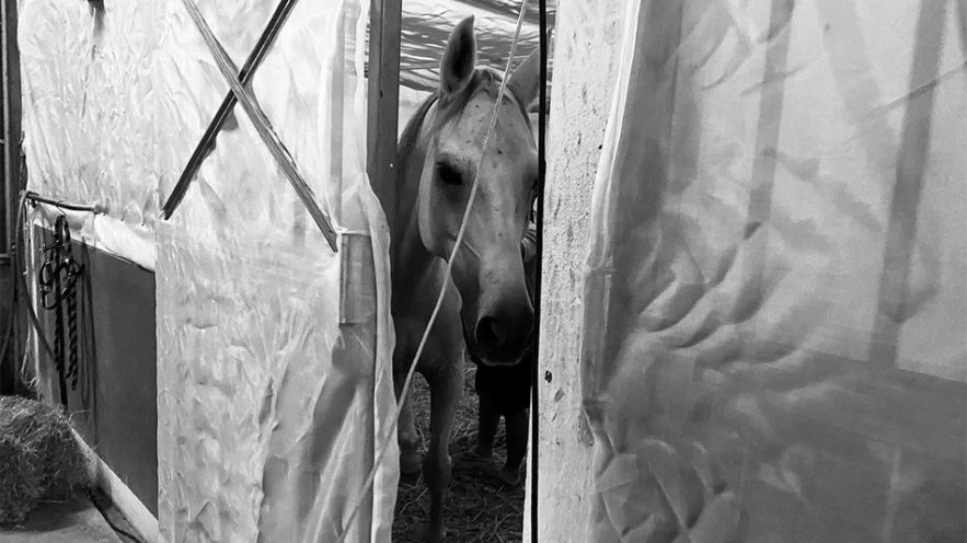 cheval peste equine