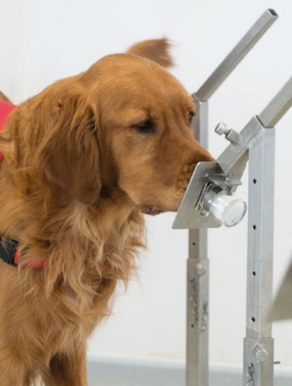chien detection maladie coronavirus