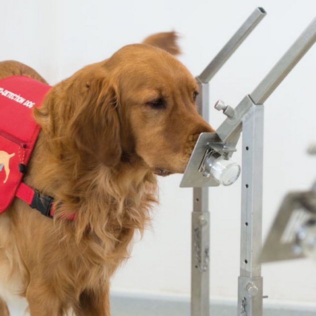 chien detection maladie coronavirus
