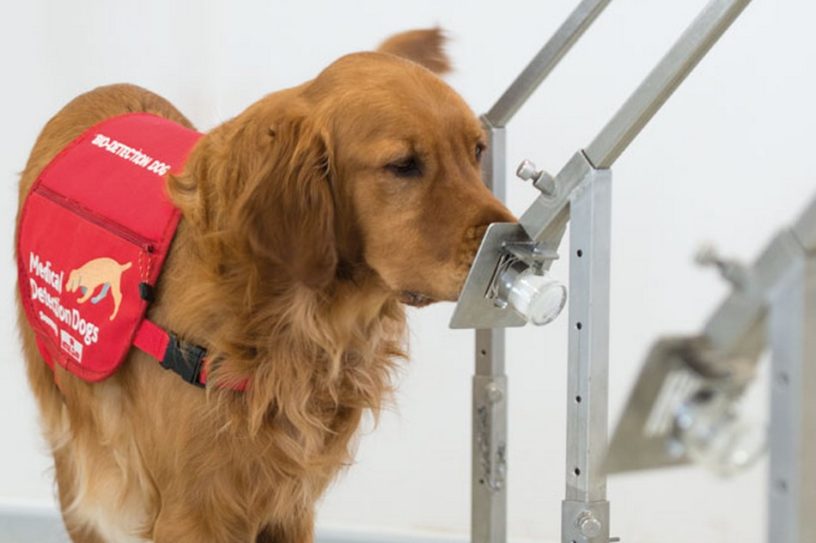 chien detection maladie coronavirus