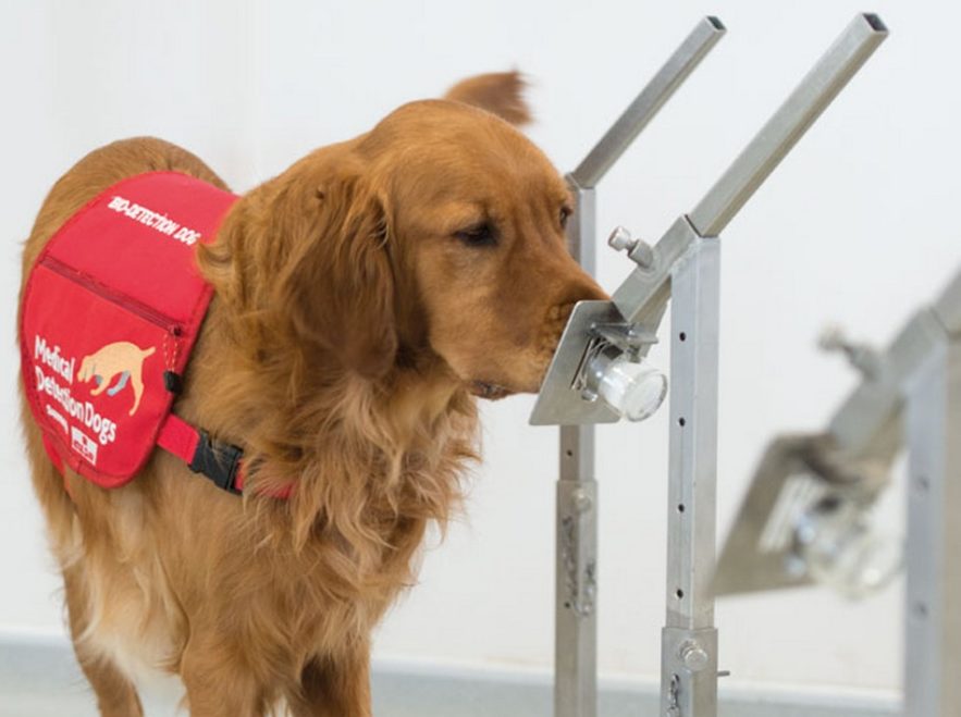 chien detection maladie coronavirus
