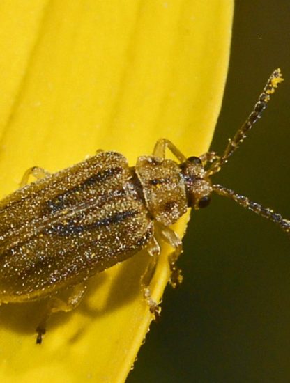 coleoptère