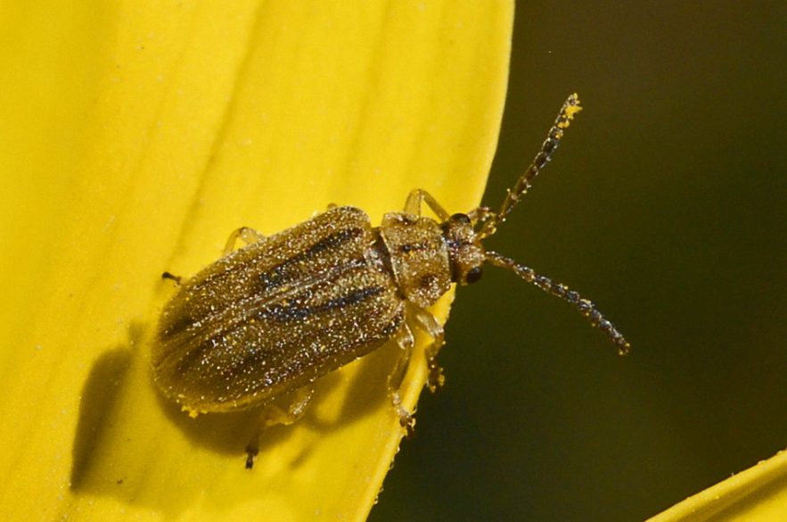 coleoptère