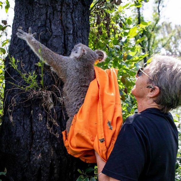 koala hospital hopital australie feu incendie destruction foret animaux marsupiaux marsupial