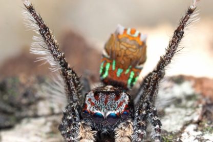 nouvelles espèces araignées-paons australie