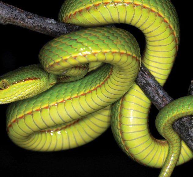 salazar serpentard harry potter crotale serprent decouverte