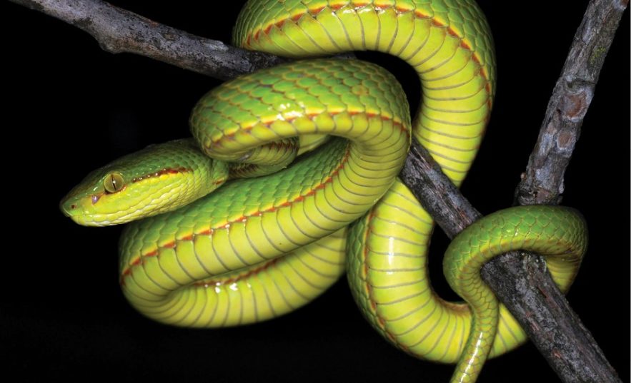 salazar serpentard harry potter crotale serprent decouverte