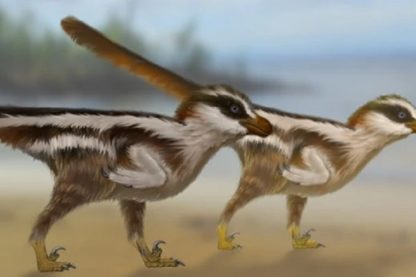 petit dinosaure