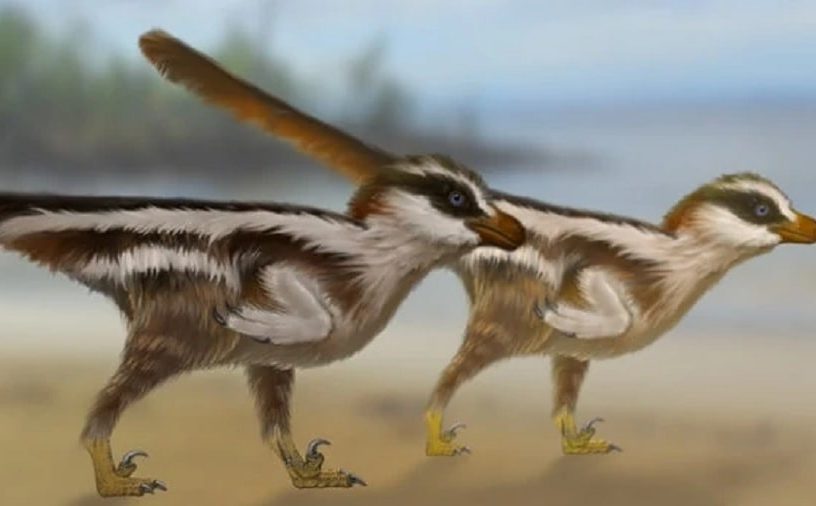 petit dinosaure