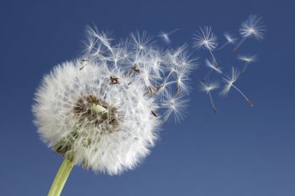 pollen mercure