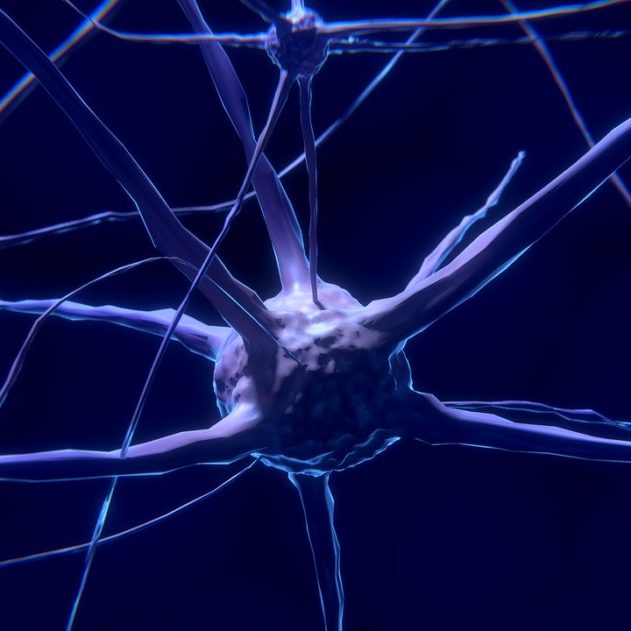 réparation cerveau suite AVC greffe neurones