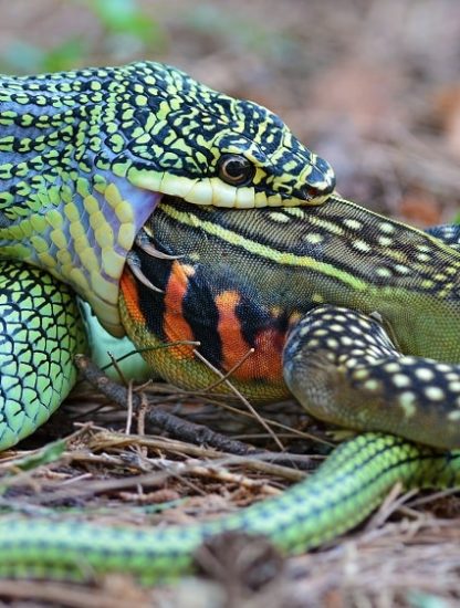 serpent proie