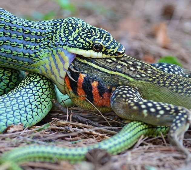 serpent proie