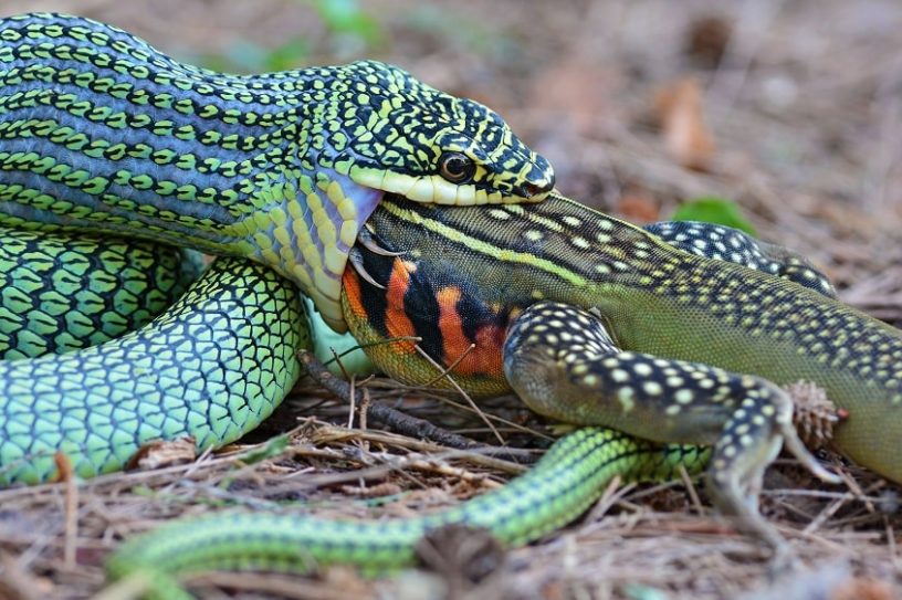 serpent proie