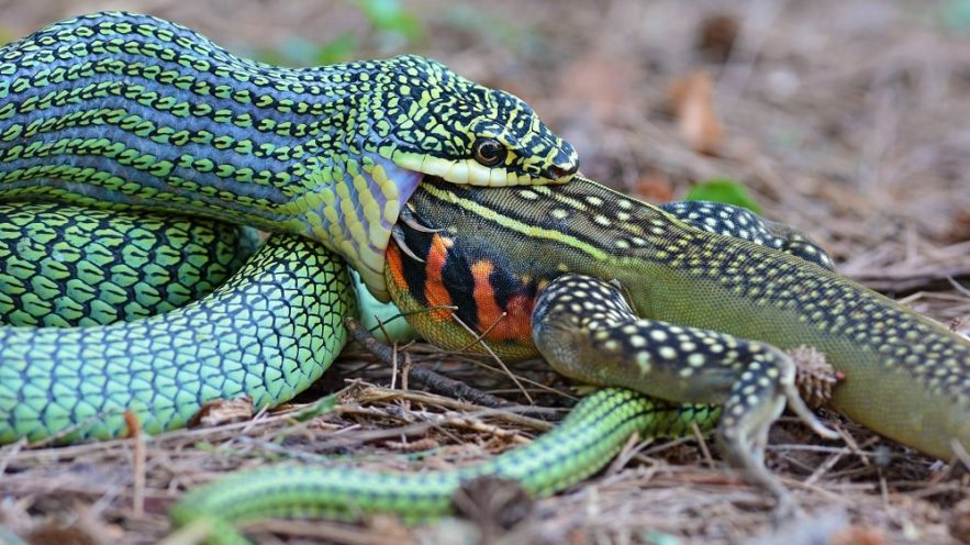 serpent proie