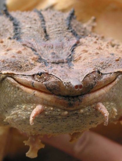 tete tortue