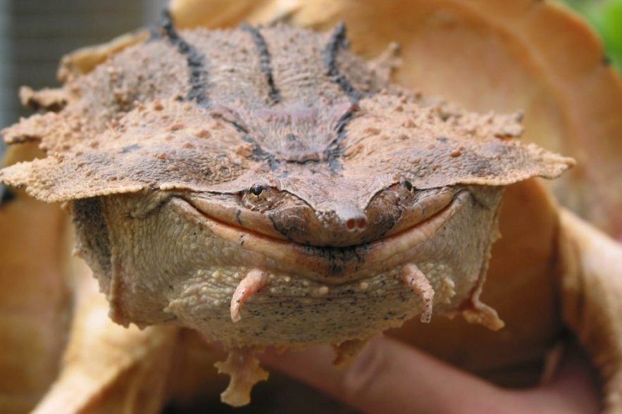 tete tortue