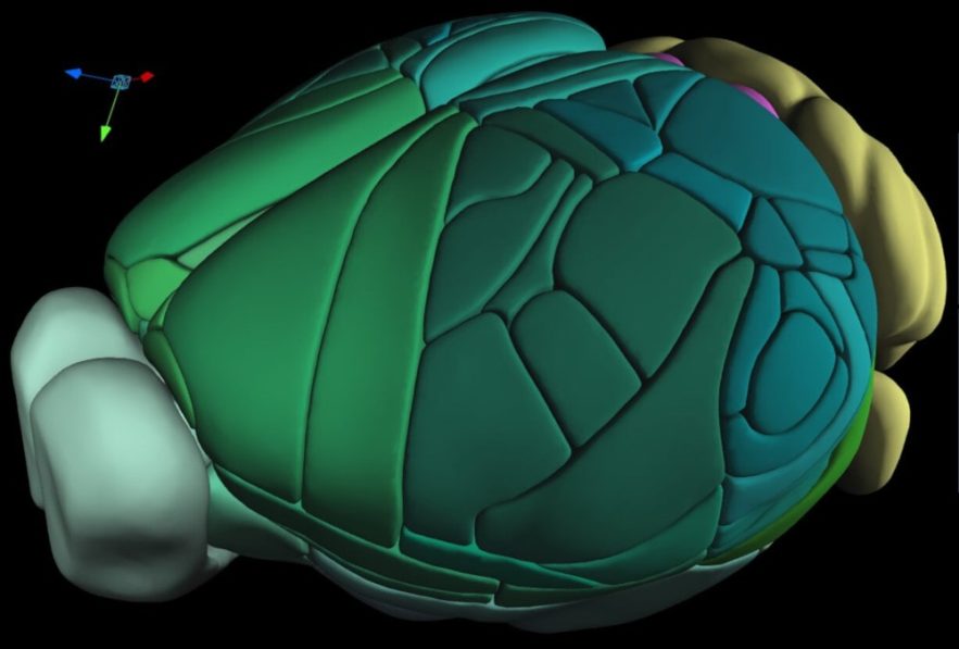 atlas 3D complet cerveau souris