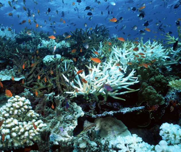recif corail coraux blanchiment