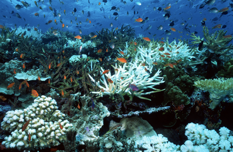 recif corail coraux blanchiment