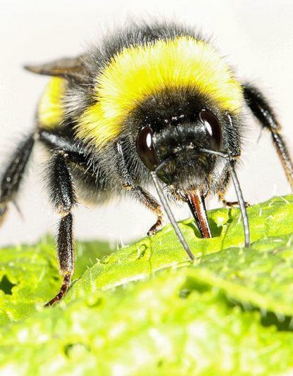 bourdon abeille insecte pollinisation réchauffement changement climatique climat pollen floraison fleur fleurir