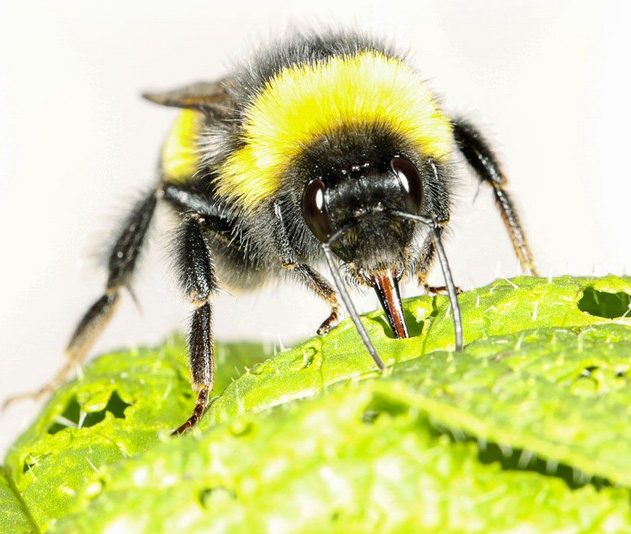 bourdon abeille insecte pollinisation réchauffement changement climatique climat pollen floraison fleur fleurir