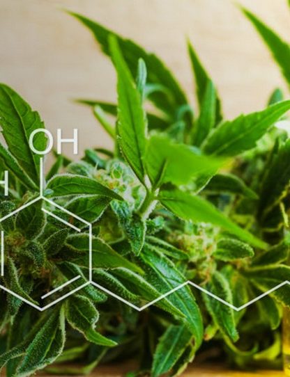 cannabis chanvre cbd huile produit type