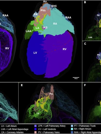 carte 3D système nerveux cœur rat