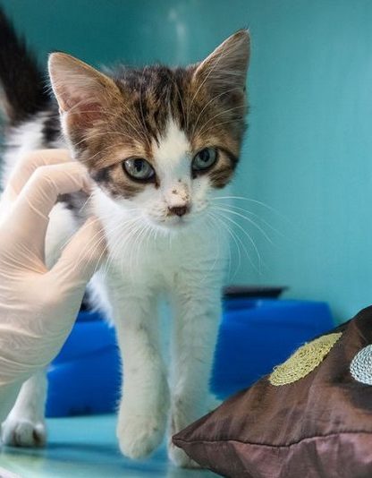 chat coronavirus covid19