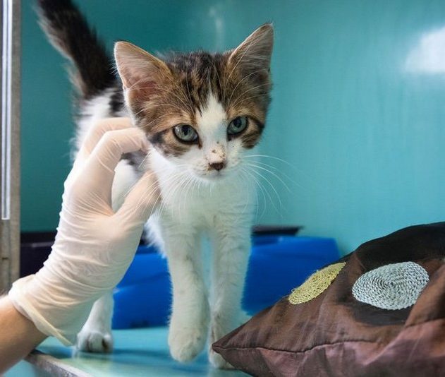 chat coronavirus covid19