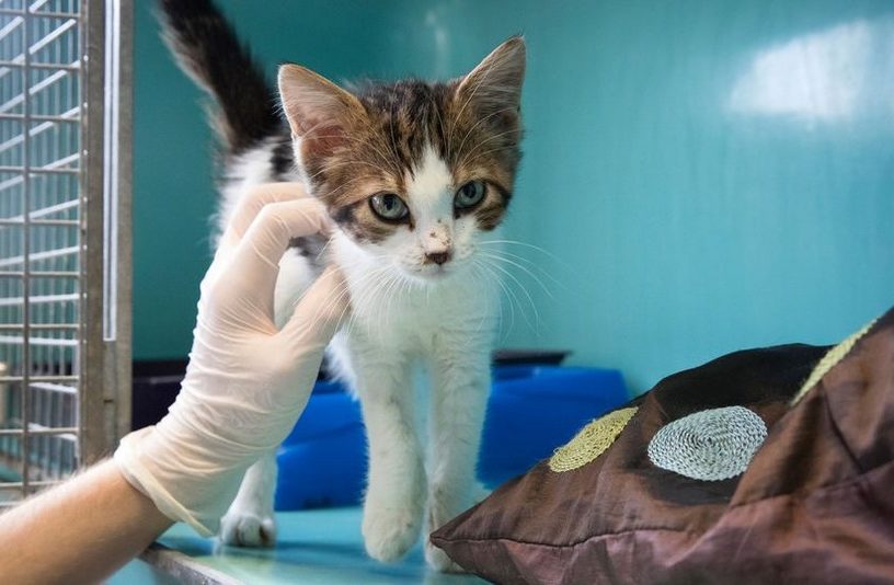chat coronavirus covid19