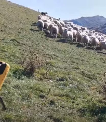 chien robot Boston Dynamics gestion flotte